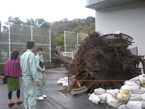 春の嵐